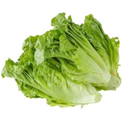 本地生菜