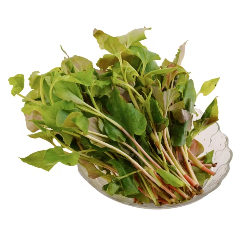 折耳根叶5.8元/斤