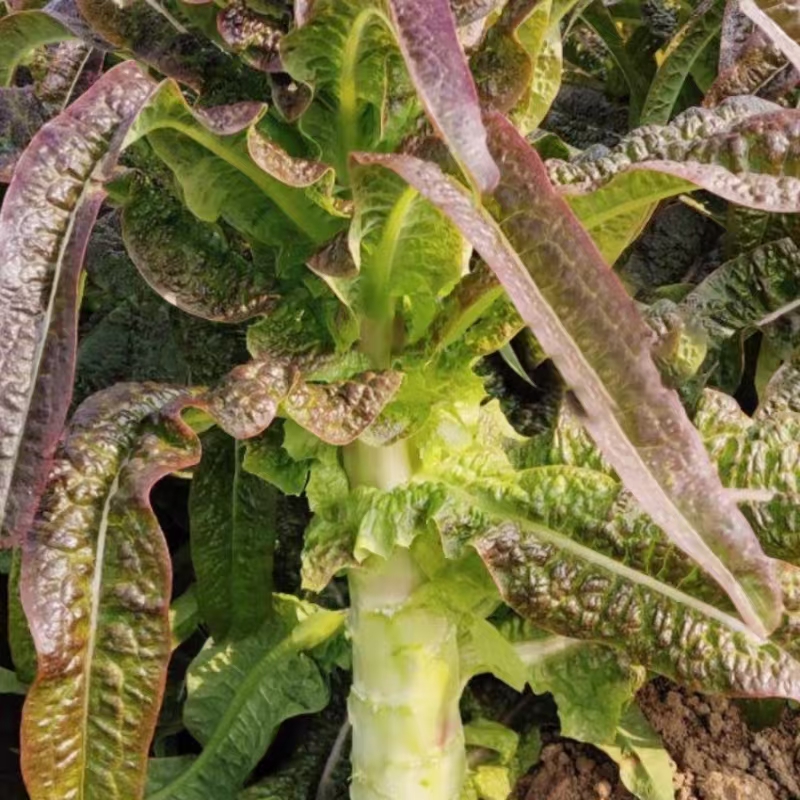 红尖叶青笋1.4元/斤