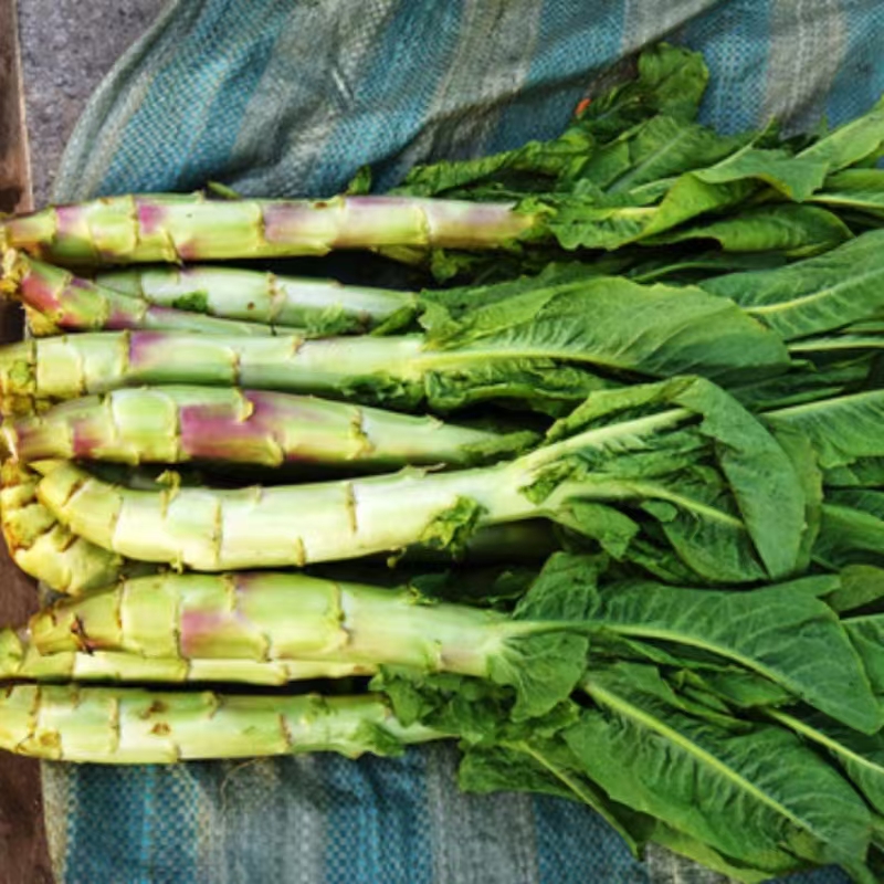 圆叶子青笋1.4元/斤