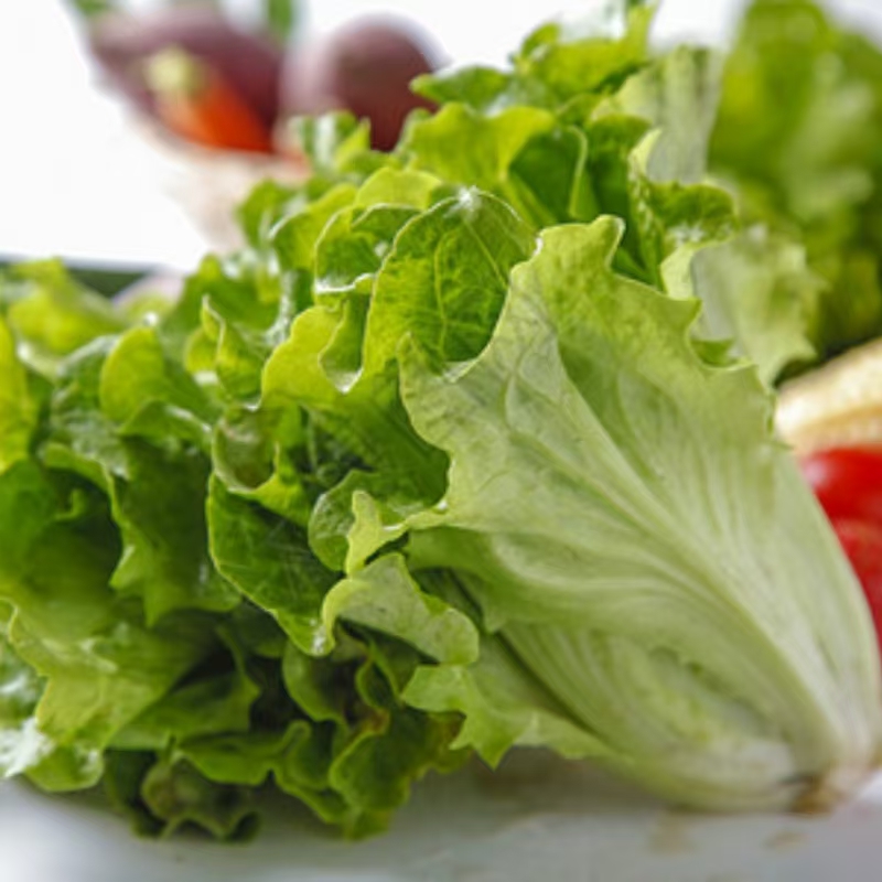 云南生菜1.95元/斤