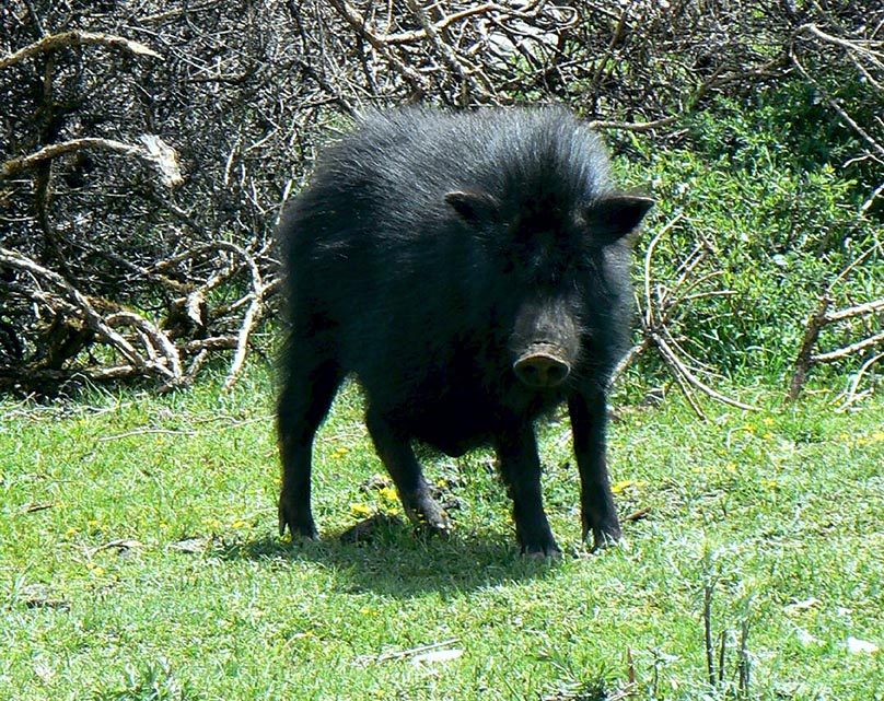 藏香猪预订--原产地保证,实体店提货